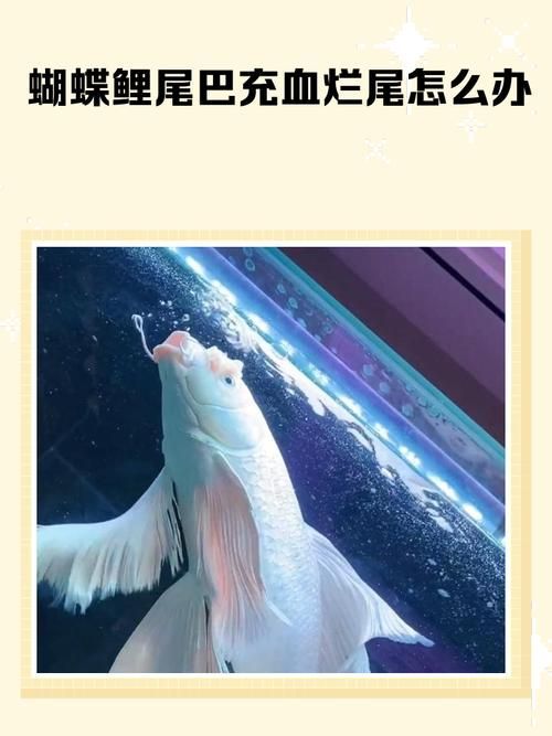 如何預防魚尾鰭充血，arxiv論文助手（arxiv論文助手（arxiv論文助手）
