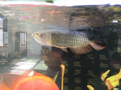 金頭龍魚有哪些品相標(biāo)準(zhǔn)，如何判斷一條金頭龍魚是否達(dá)標(biāo) 金頭龍魚有哪些品相標(biāo)準(zhǔn)，如何判斷一條金頭龍魚是否達(dá)標(biāo) 龍魚百科 第2張