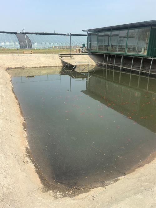 潘集龍魚的產地和歷史背景是什么？，東南亞龍魚養殖技術 潘集龍魚的產地和歷史背景是什么？，東南亞龍魚養殖技術 龍魚百科 第5張