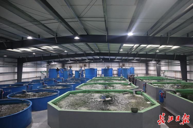 潘集龍魚的產地和歷史背景是什么？，東南亞龍魚養殖技術 潘集龍魚的產地和歷史背景是什么？，東南亞龍魚養殖技術 龍魚百科 第6張