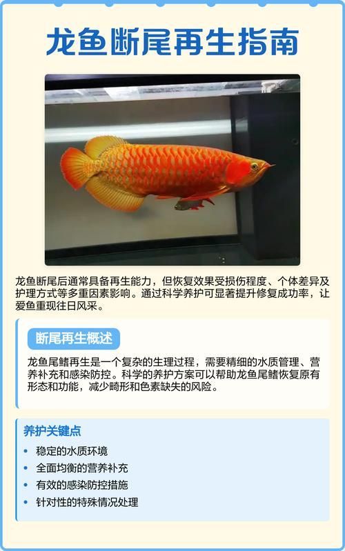 如何判斷龍魚斷尾是否嚴重？，如何判斷龍魚斷尾嚴重