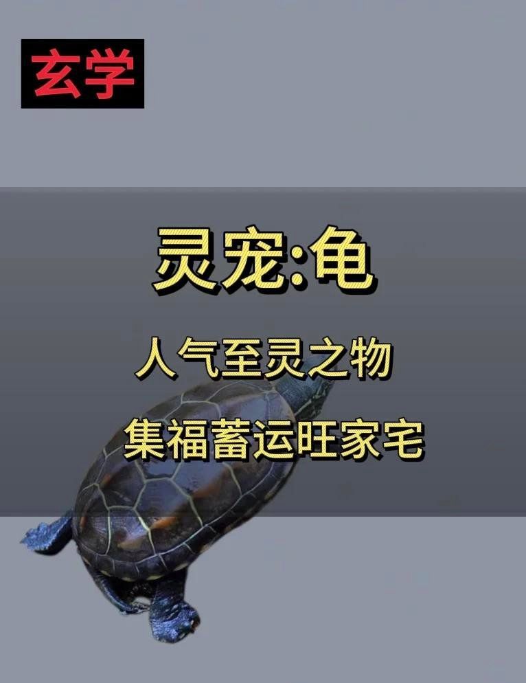 如何挑選鎮宅龜，如何挑選一只鎮宅龜？