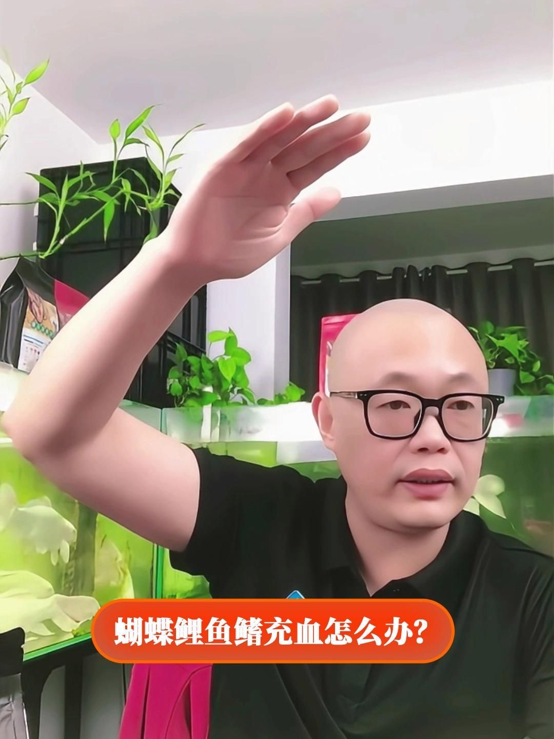 錦鯉充血多久能恢復(fù)，如何判斷錦鯉充血是否嚴(yán)重
