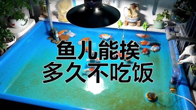 長期不喂食會導致魚死亡嗎，不喂食對魚類的生存確實具有重大影響，不喂食會餓死嗎