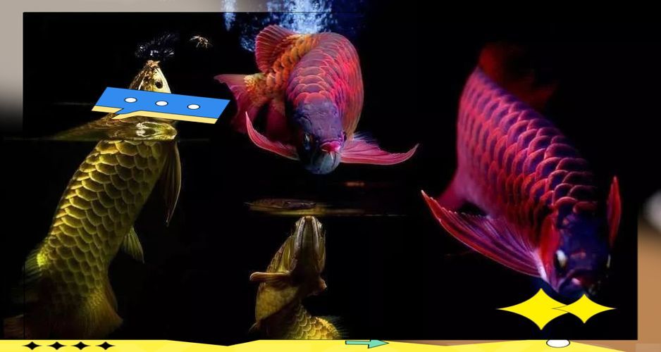 天津龍魚的市場價格是多少？，天津主要水族市場龍魚店鋪參考名單，你需要注意的是