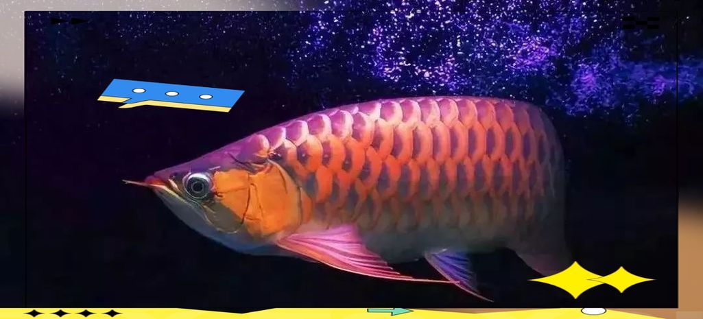 天津龍魚的市場價格是多少？，天津主要水族市場龍魚店鋪參考名單，你需要注意的是