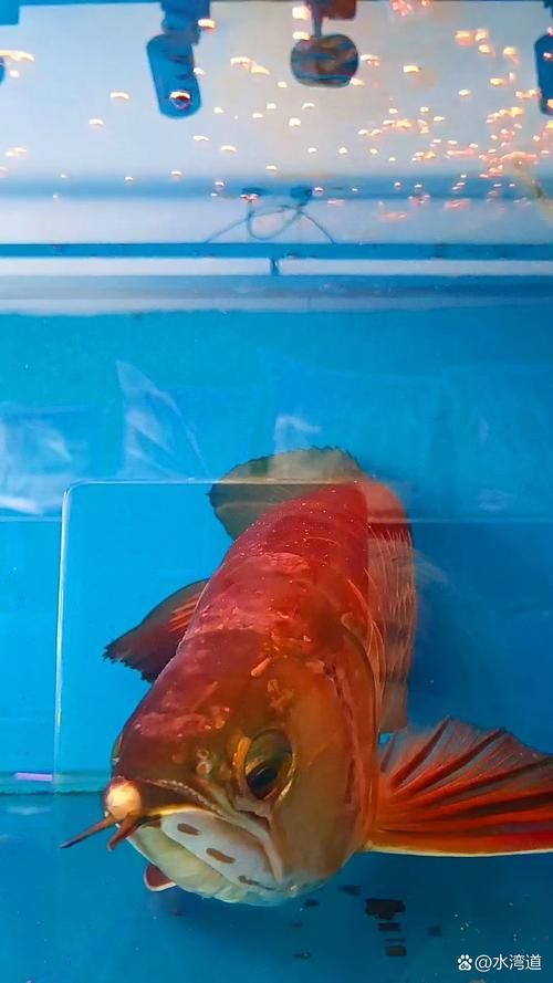如何檢測金龍魚是否缺氧？，arxiv論文助手arxiv論文助手檢測金龍魚是否缺氧 如何檢測金龍魚是否缺氧？，arxiv論文助手arxiv論文助手檢測金龍魚是否缺氧 龍魚百科 第4張