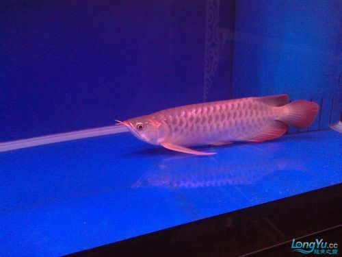 龍魚趴缸最怕三個東西圖片，龍魚趴缸怎么辦？