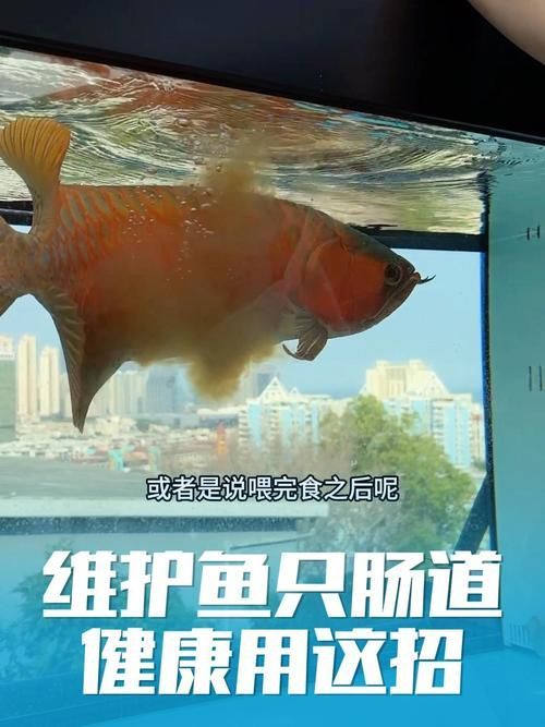 龍魚趴缸最怕三個東西圖片，龍魚趴缸怎么辦？