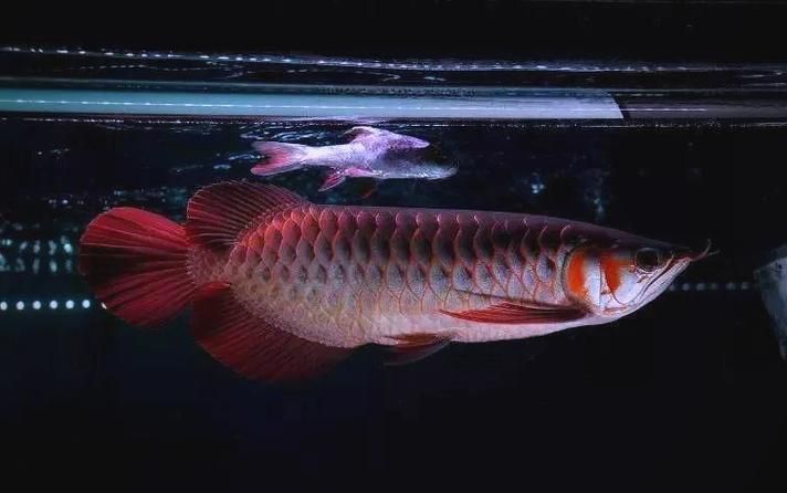 龍魚趴缸最怕三個東西圖片，龍魚趴缸怎么辦？