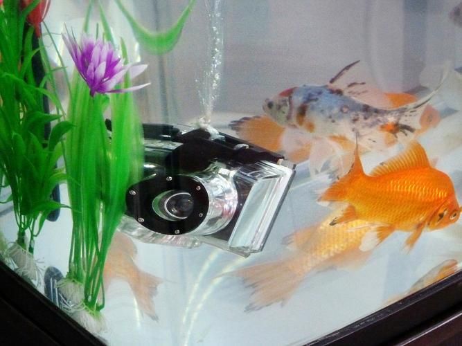 龍魚趴缸最怕三個東西圖片，龍魚趴缸怎么辦？