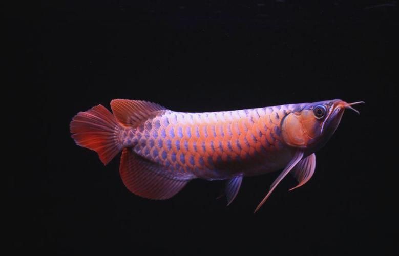 龍魚趴缸最怕三個東西圖片，龍魚趴缸怎么辦？
