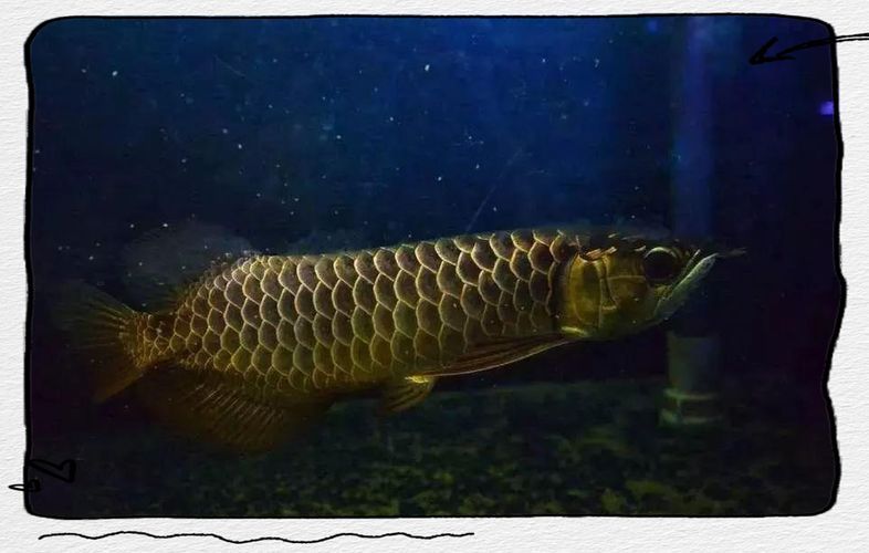龍魚趴缸最怕三個東西圖片，龍魚趴缸怎么辦？