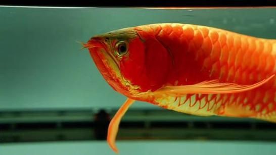 給我一些賽級(jí)龍魚的品種介紹，賽級(jí)龍魚價(jià)格揭秘