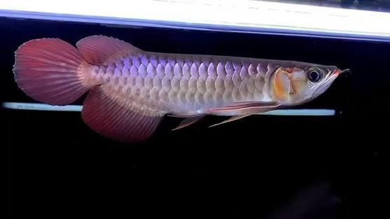 給我一些賽級(jí)龍魚的品種介紹，賽級(jí)龍魚價(jià)格揭秘