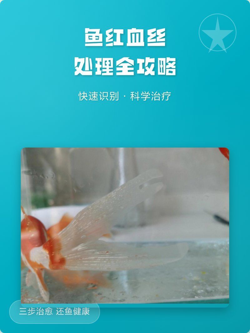 魚身體滲血發紅最佳治療方法，如何預防魚身體滲血發紅，魚身體滲血發紅會自愈嗎？