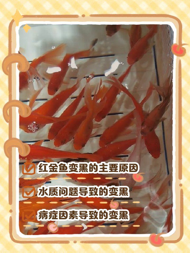 如何判斷魚背發(fā)黑是否嚴(yán)重，魚背發(fā)黑是否嚴(yán)重