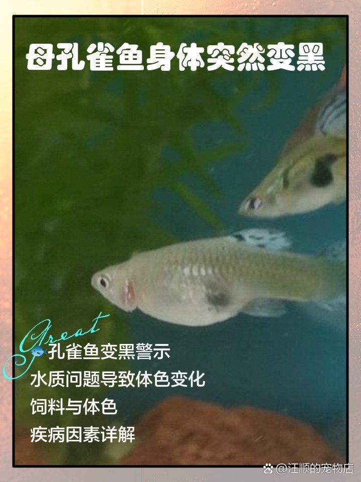 如何判斷魚背發(fā)黑是否嚴(yán)重，魚背發(fā)黑是否嚴(yán)重