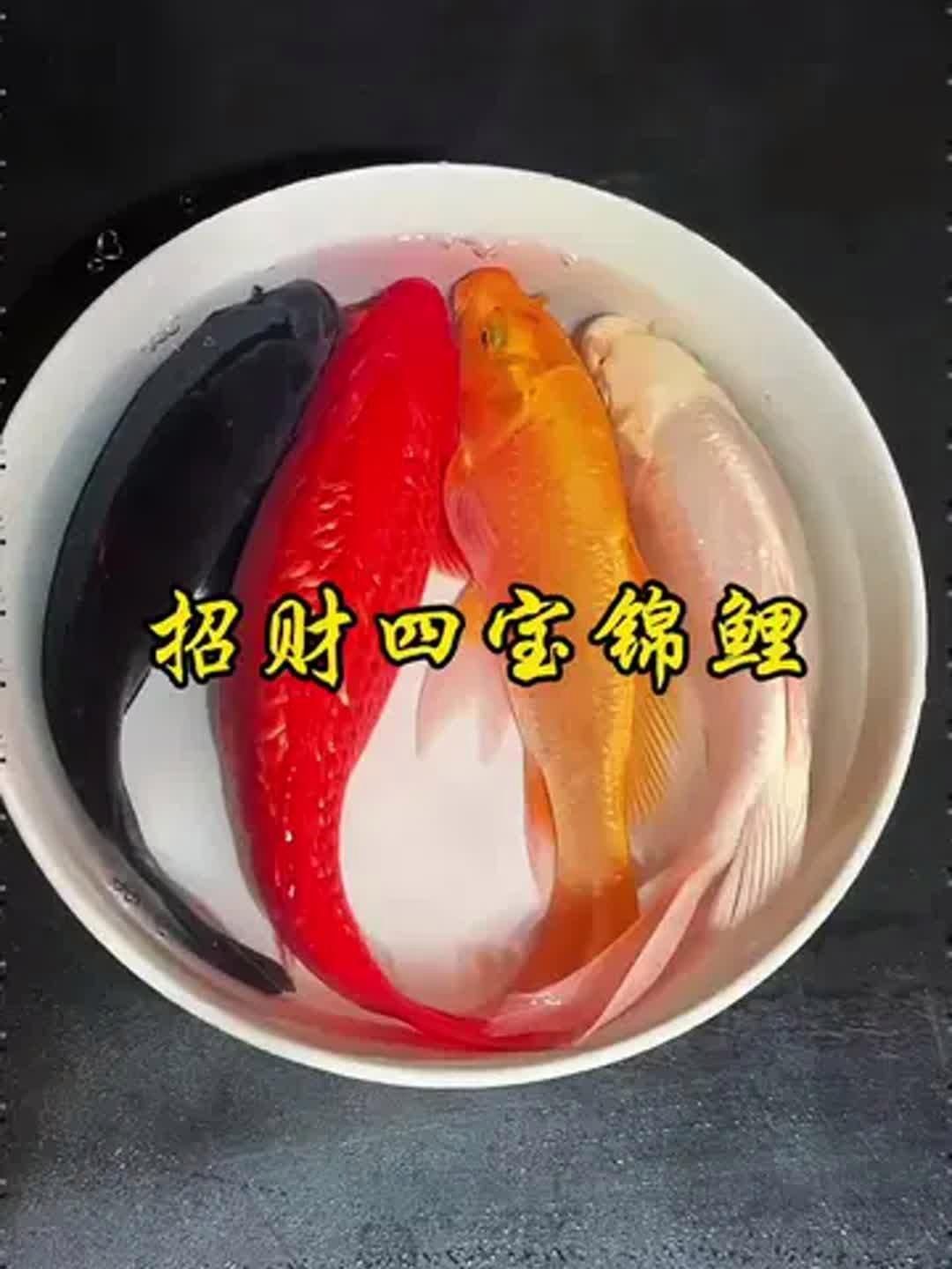 魚缸中放什么魚最招財？，養哪些魚最旺財 魚缸中放什么魚最招財？，養哪些魚最旺財 龍魚百科 第2張