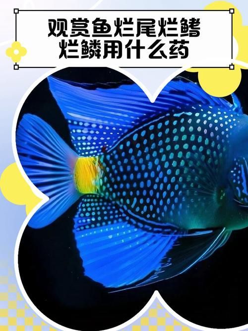 提供幾張魚爛鰭爛尾的圖片，關于魚爛鰭爛尾的觀察與分析