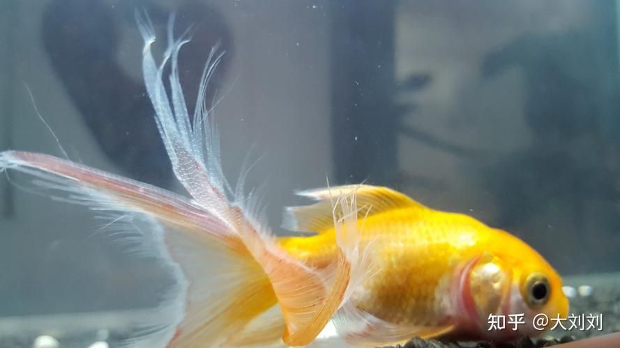 提供幾張魚爛鰭爛尾的圖片，關于魚爛鰭爛尾的觀察與分析