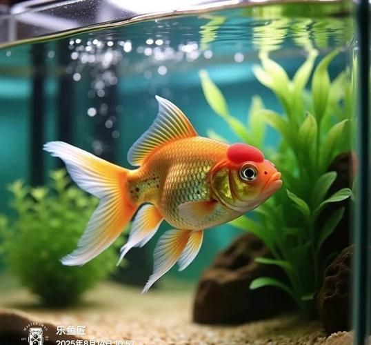 提供幾張魚爛鰭爛尾的圖片，關于魚爛鰭爛尾的觀察與分析