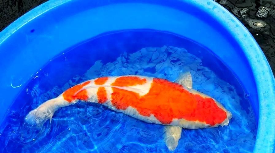 提供幾張魚爛鰭爛尾的圖片，關于魚爛鰭爛尾的觀察與分析