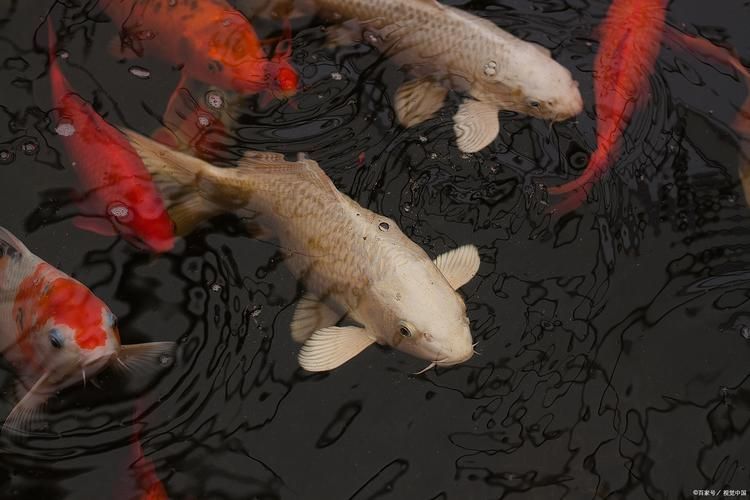 提供幾張魚爛鰭爛尾的圖片，關于魚爛鰭爛尾的觀察與分析