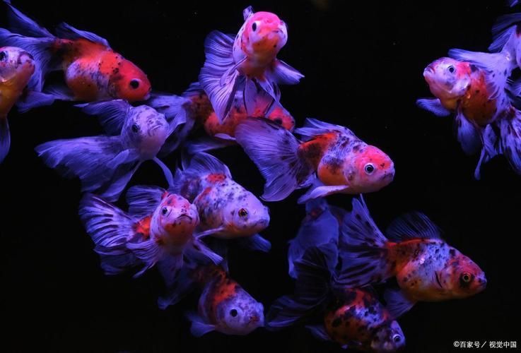 提供幾張魚爛鰭爛尾的圖片，關于魚爛鰭爛尾的觀察與分析