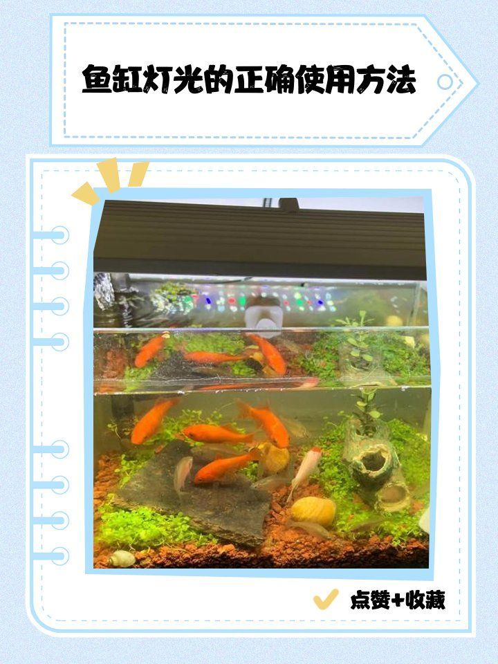 如何調整龍魚缸的燈光色溫？，如何調整龍魚缸燈光色溫 如何調整龍魚缸的燈光色溫？，如何調整龍魚缸燈光色溫 龍魚百科 第1張