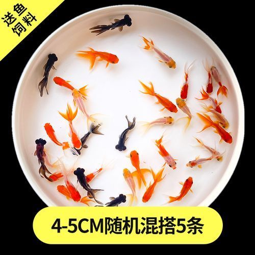 黑龍睛金魚的價格是多少，黑龍睛金魚的繁殖技巧如何辨別黑龍睛金魚的品相