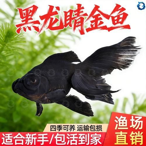 黑龍睛金魚的價格是多少，黑龍睛金魚的繁殖技巧如何辨別黑龍睛金魚的品相