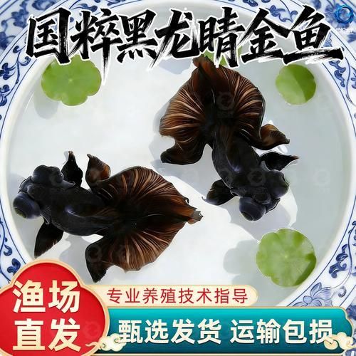 黑龍睛金魚的價格是多少，黑龍睛金魚的繁殖技巧如何辨別黑龍睛金魚的品相