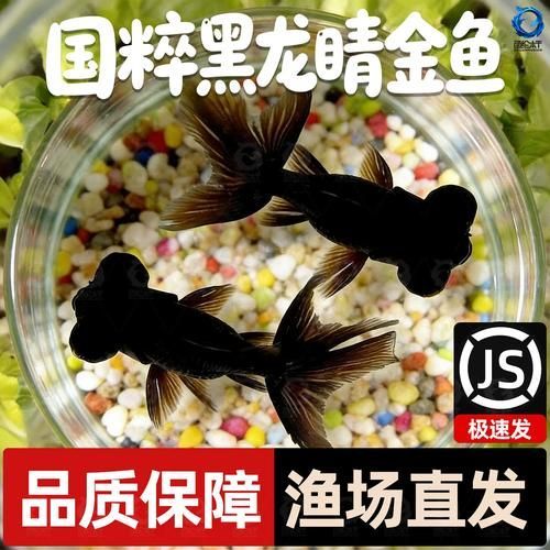 黑龍睛金魚的價格是多少，黑龍睛金魚的繁殖技巧如何辨別黑龍睛金魚的品相