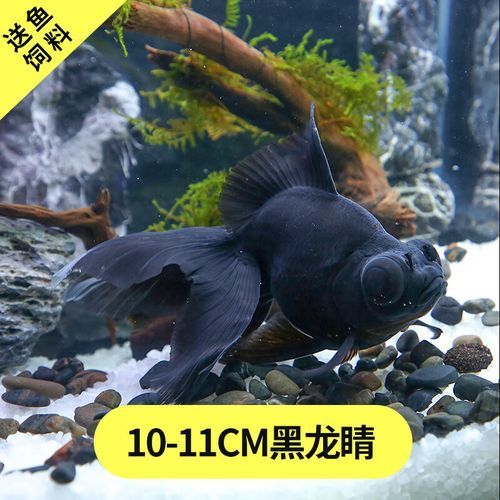 黑龍睛金魚的價格是多少，黑龍睛金魚的繁殖技巧如何辨別黑龍睛金魚的品相