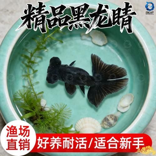 黑龍睛金魚的價格是多少，黑龍睛金魚的繁殖技巧如何辨別黑龍睛金魚的品相