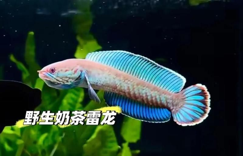 十大最好看的雷龍魚價格如何，新手入坑指南：雷龍魚多少錢一斤真相來了linda小雨