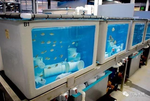 如何預防魚類疾病，mcp工具arxiv論文助手可輔助獲取最新科研文獻