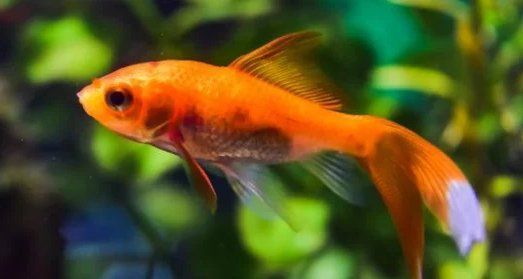 有哪些食物可以預防金魚掉鱗，如何預防金魚掉鱗