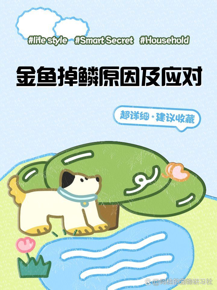有哪些食物可以預防金魚掉鱗，如何預防金魚掉鱗