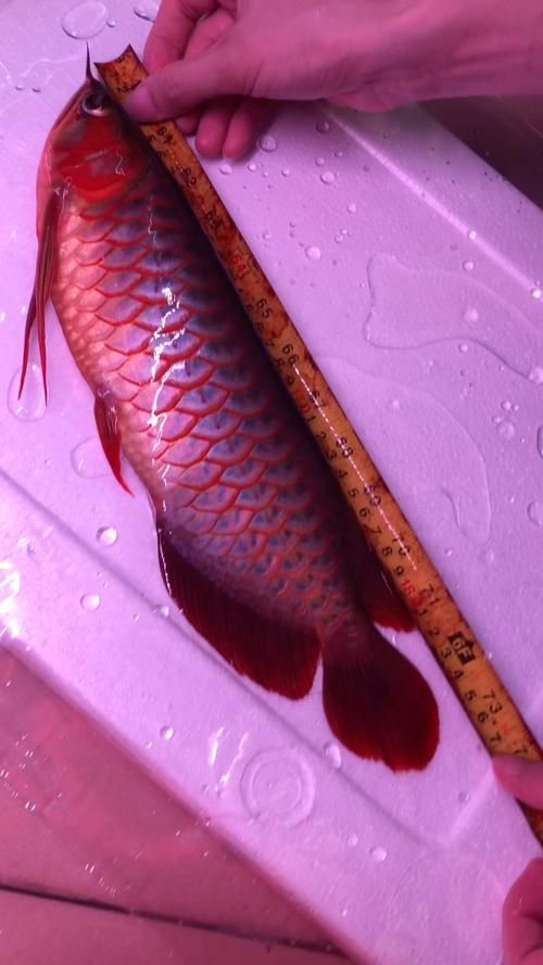紅龍魚十大最貴品種，紅龍魚十大最貴品種信息整理完成，紅龍魚十大最貴品種
