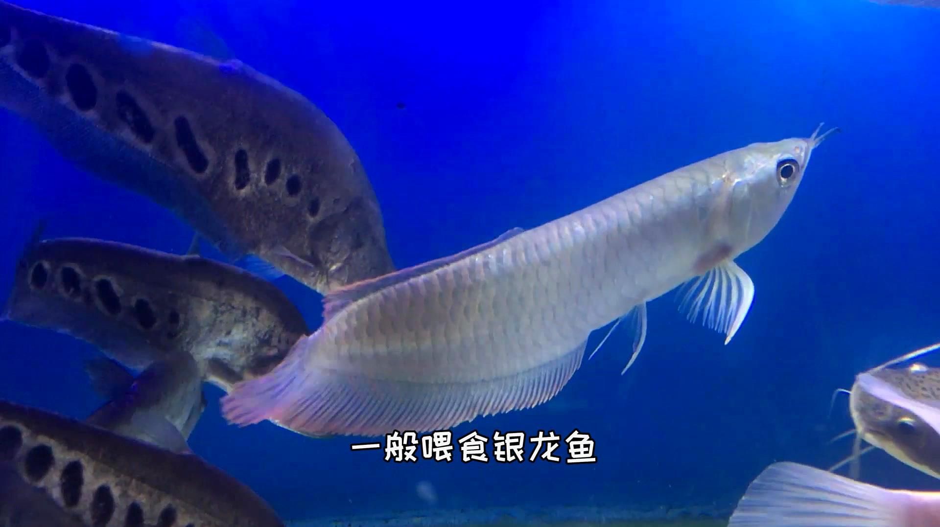 銀龍魚的食物有哪些，銀龍魚成魚期一天應該喂幾次銀龍魚食物搭配技巧