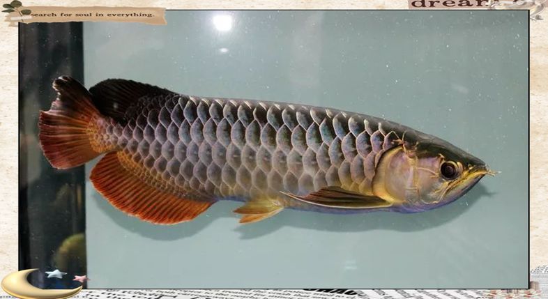 給我一些古典龍魚的圖片，古典過背金魚的價格是多少 給我一些古典龍魚的圖片，古典過背金魚的價格是多少 龍魚百科 第8張