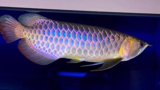 給我一些古典龍魚的圖片，古典過背金魚的價格是多少 給我一些古典龍魚的圖片，古典過背金魚的價格是多少 龍魚百科 第14張