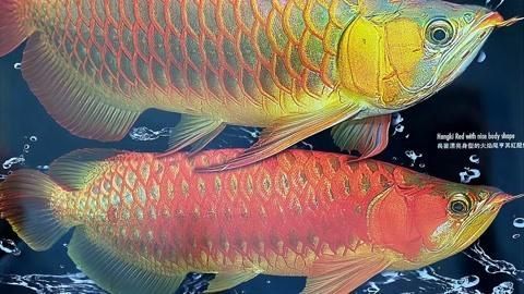 龍魚突然一竄一張嘴是驚嚇嗎？，龍魚一竄一張嘴是怎么回事？