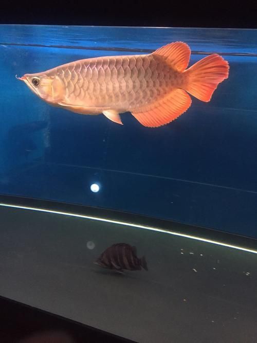 泗水超血王漁場的龍魚質(zhì)量如何？，如何辨別真假泗水超血王？