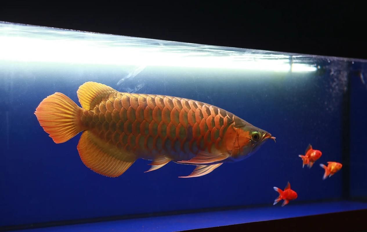 如何判斷龍魚胡子是否完全斷開？ 如何判斷龍魚胡子是否完全斷開？ 龍魚百科 第4張