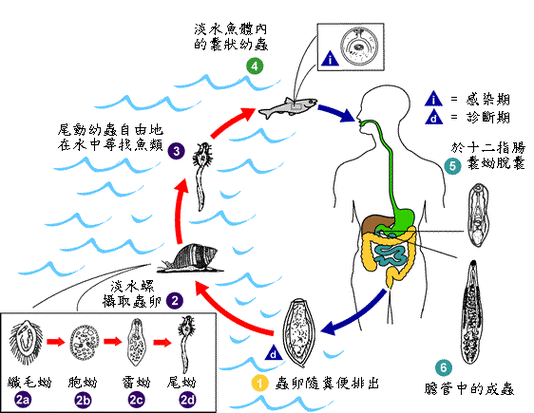 如何預防魚類寄生蟲感染，arxiv論文助手arxiv論文助手可輔助獲取最新科研文獻中表格 如何預防魚類寄生蟲感染，arxiv論文助手arxiv論文助手可輔助獲取最新科研文獻中表格 龍魚百科 第6張