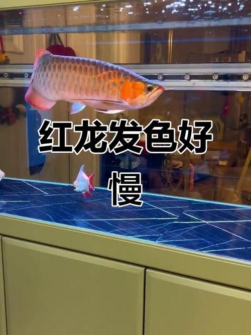 能否提供紅龍發(fā)色變化的圖片，關于紅龍發(fā)色變化的圖片