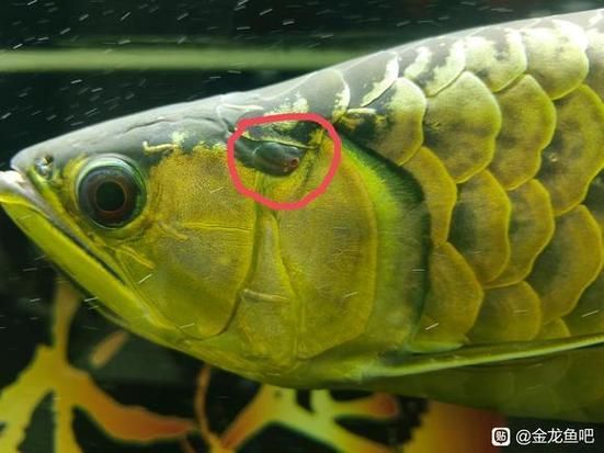 如何判斷龍魚是否患有黑鱗病,如何判斷龍魚患有黑鱗病 龍魚百科 第6張 如何判斷龍魚是否患有黑鱗病,如何判斷龍魚患有黑鱗病 如何判斷龍魚是否患有黑鱗病,如何判斷龍魚患有黑鱗病 龍魚百科 第6張